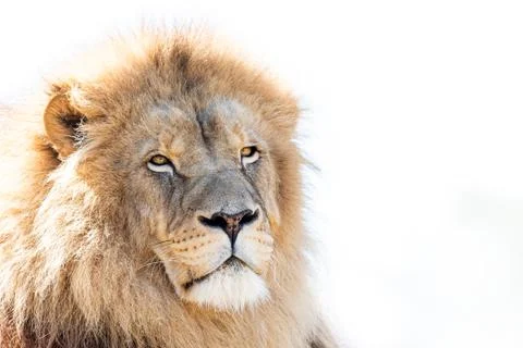 Portrait of Lion in the forest Stock Photos