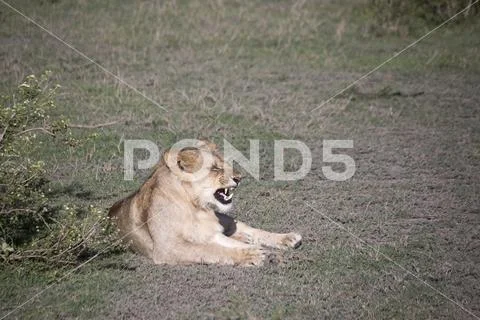 Portrait of lion growling in Serengeti, Serengeti Stock Photos