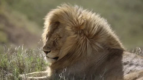 Portrait of a lion with an impressive mane Video stock 160541803