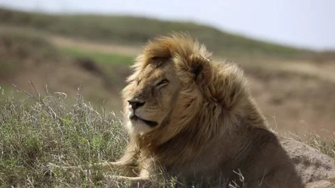 Portrait of a lion with an impressive mane Stock-Footage 160541830