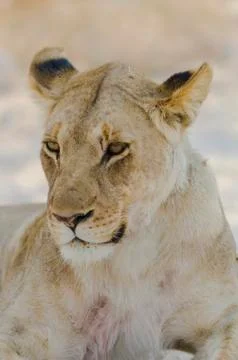 Portrait of a lion Stock Photos