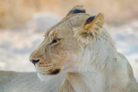 Portrait of a lion Stock Photos