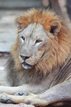 Portrait lion . Stock Photos