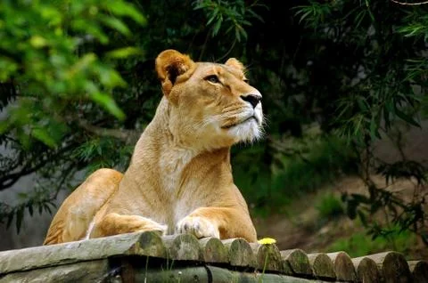 Portrait of lion Stock Photos