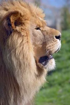 Portrait of lion Stock Photos