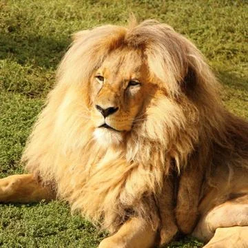 Portrait of lion Stock Photos
