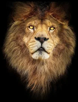 Portrait lion Stock Photos