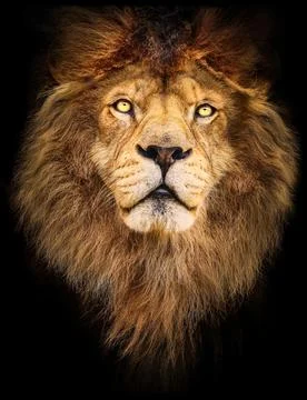 Portrait lion Fotos de archivo