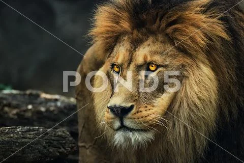 Portrait of a lion from a profile Stock Photos