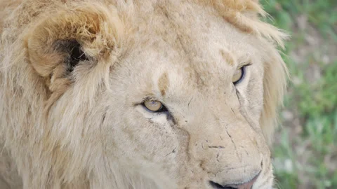 Portrait of a lion with scars on its face. Habits of wild animals in natural Stock Footage 159640833