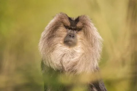 Portrait of Lion-tailed Macaque, Macaca silenus, monkey from tropical forest. Stock Photos