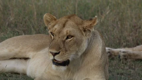 Portrait of lioness Video stock 160542403