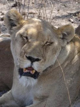 Portrait of a lioness Stock Photos