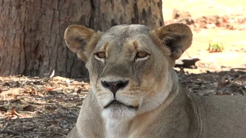 Portrait of lioness resting in the shadow in Chobe national park, Botswana Stock Footage 121955973