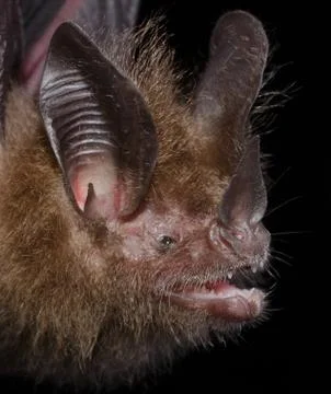 Portrait of Little Big-eared Bat Stock Photos
