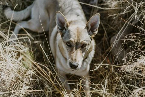 Portrait of a little czechslovakian wolfdog in the late summer grass Stock Photos