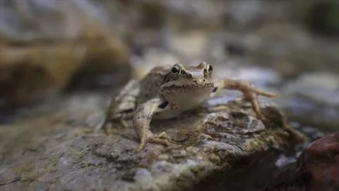 Portrait of a Little Frog in the waters of a forest river Video stock 135187708