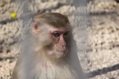 Portrait of a little monkey Stock Photos