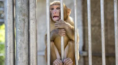 Portrait of a little monkey Stock Photos