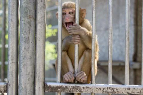 Portrait of a little monkey Stock Photos