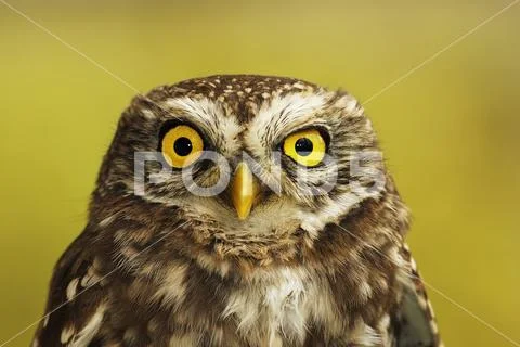 Portrait of little owl over green out of focus background ( Athene noctua ) Stock Photos