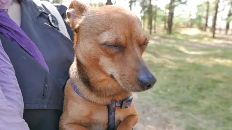 Portrait of a little terrier Stock Footage 49693671