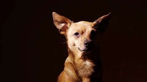 Portrait of a little terrier. Stock Footage 76912152