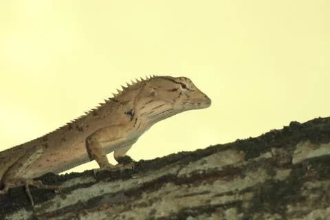 Portrait of a lizard close-up Stock Photos