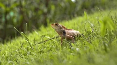 Portrait of lizard on grass floor head up on sunny day in wildlife.  Stock Footage 163156412