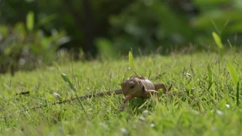 Portrait of lizard hunting insect in slow motion on ground green grass. Vídeos de archivo 163156232