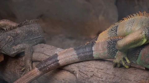 Portrait of lizard, iguana. Close up shot of tropical and exotic predator.  Video stock 126704554