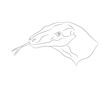 Portrait of a lizard, lines, vector Stock Illustration