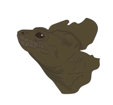Portrait of a lizard, vector Stock Illustration