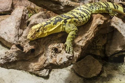 Portrait of a lizzard Stock Photos