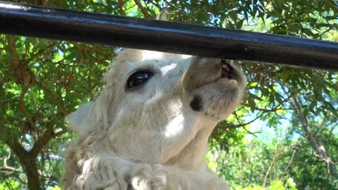 Portrait of Llama biting railing Stock Footage 92250608