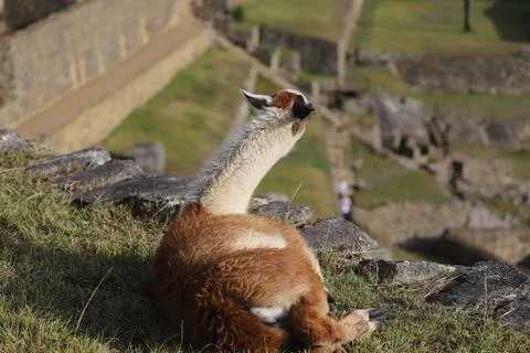 Portrait of llama overlooking the ruins lost city Machu-Picchu, Peru Stock Photos