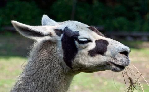 Portrait of llama 스톡 사진