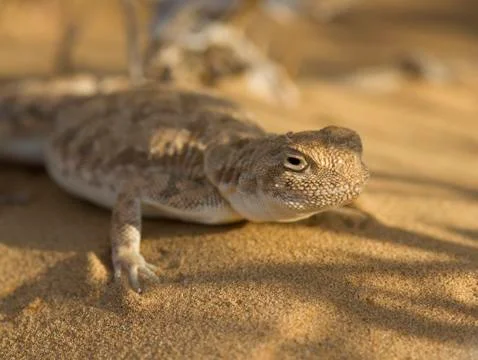 Portrait of long-eared toad sitting under a bush. Stock Photos