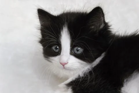 Portrait of long hair tuxedo Norwegian forest kitten Stock Photos