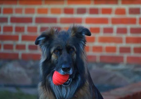 A portrait of a long-haired German Shepherd holding a red ball in its mouth Stock Photos