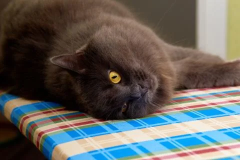 Portrait of a long-haired gray cat Nebelung close-up Stock Photos
