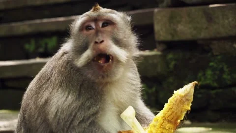 Portrait of a long tailed Balinese monkey sitting on a ground and eating fresh Stock Footage 140184672