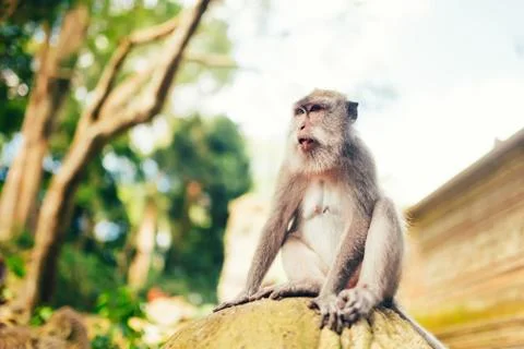 Portrait of long tailed monkey smiling to camera Stock Photos