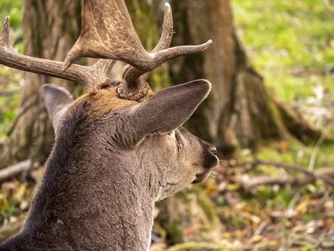 Portrait looking in the direction of a fallow deer in a forest clearing Stock Photos