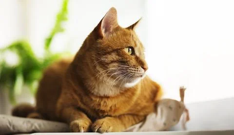 Portrait of looking Ginger Cat, Looking on isolated white background, front.. Stock Photos