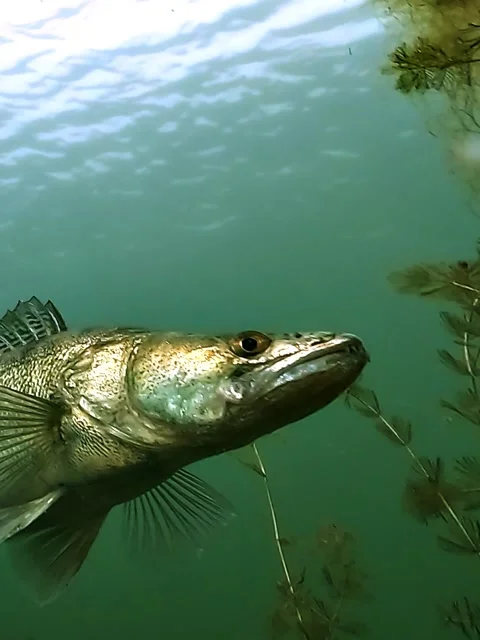 Portrait Low Angle Zander Approaching Camera in Slow Motion Stock Footage 336468077