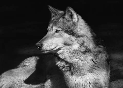 Portrait of a lying steppe wolf Stock Photos