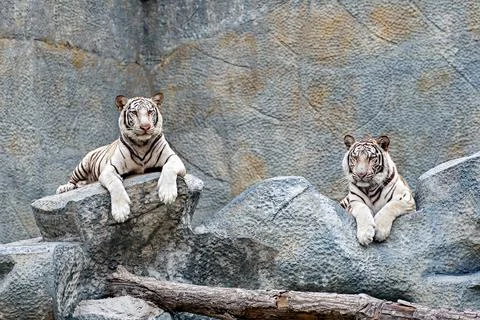 Portrait of lying white tiger Photos