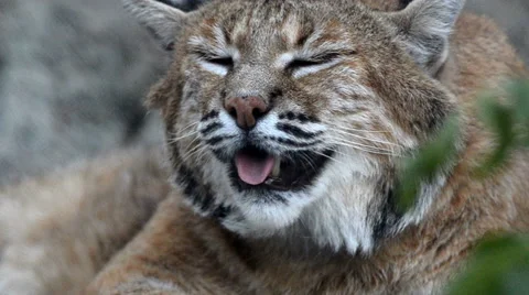 Portrait of lynx, closeup Stock Footage 65511777