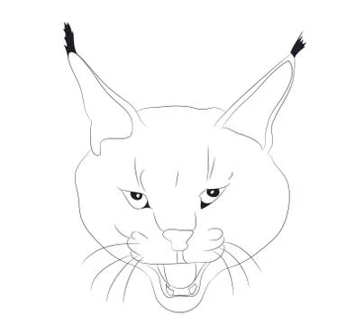 Portrait of a lynx drawing lines, vector Stock Illustration
